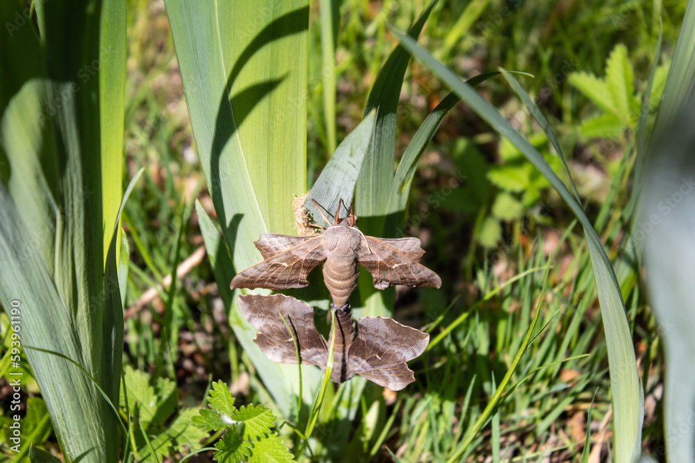 Photo shoot of the species Laothoe populi.