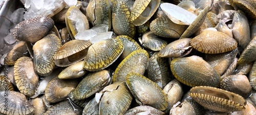 Paphia undulata,Baby clam,Venus shell,Undulated surf clam,Batik clam.
Paphia Undulata  on ice in a seafood market, close-up.