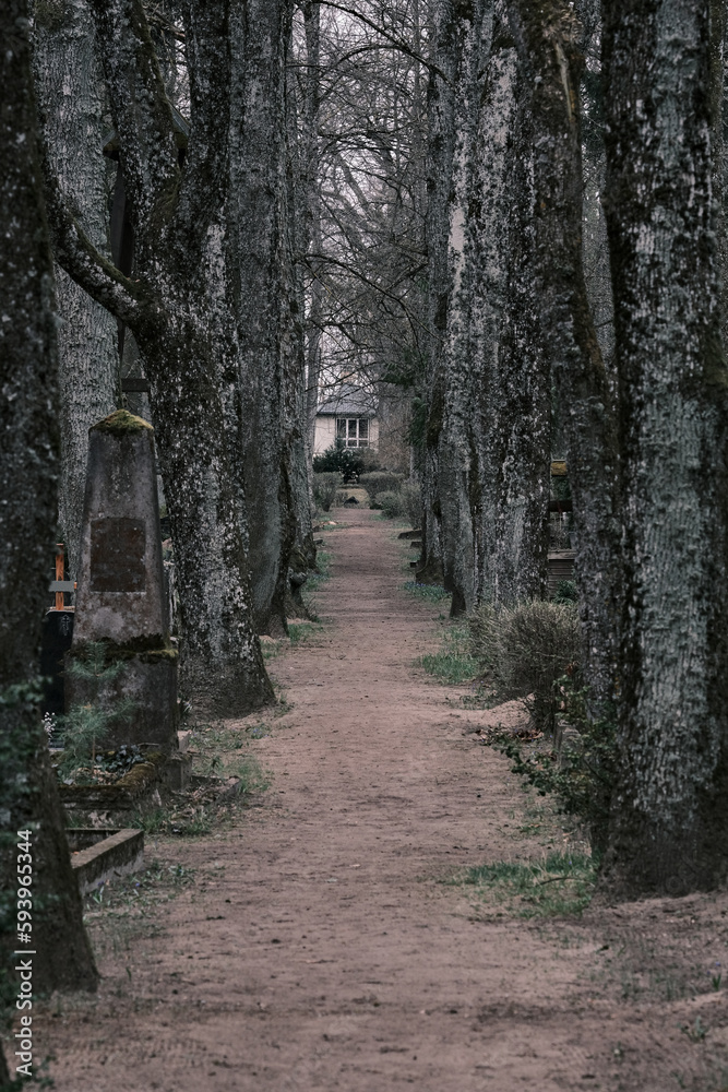 Path in the woods with a cemetery in the background. 