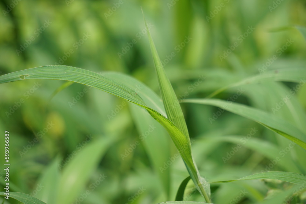 Setaria palmifolia (Rumput Setaria, Jamarak, palmgrass, highland) grass. It is grown as a vegetable crop in Papua New Guinea Setaria palmifolia (Rumput Setaria, Jamarak, palmgrass, highland) grass. It is grown as a vegetable crop in Papua New Guinea