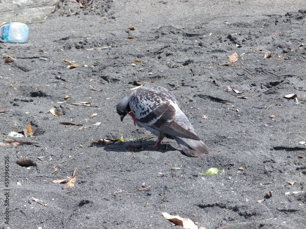 Fototapeta premium 鳩