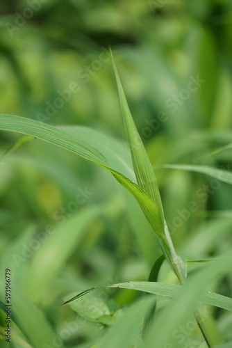 Setaria palmifolia  Rumput Setaria  Jamarak  palmgrass  highland  grass. It is grown as a vegetable crop in Papua New Guinea