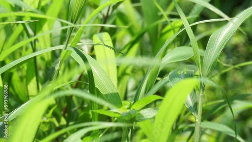 Setaria palmifolia (Rumput Setaria, Jamarak, palmgrass, highland) grass. It is grown as a vegetable crop in Papua New Guinea photo