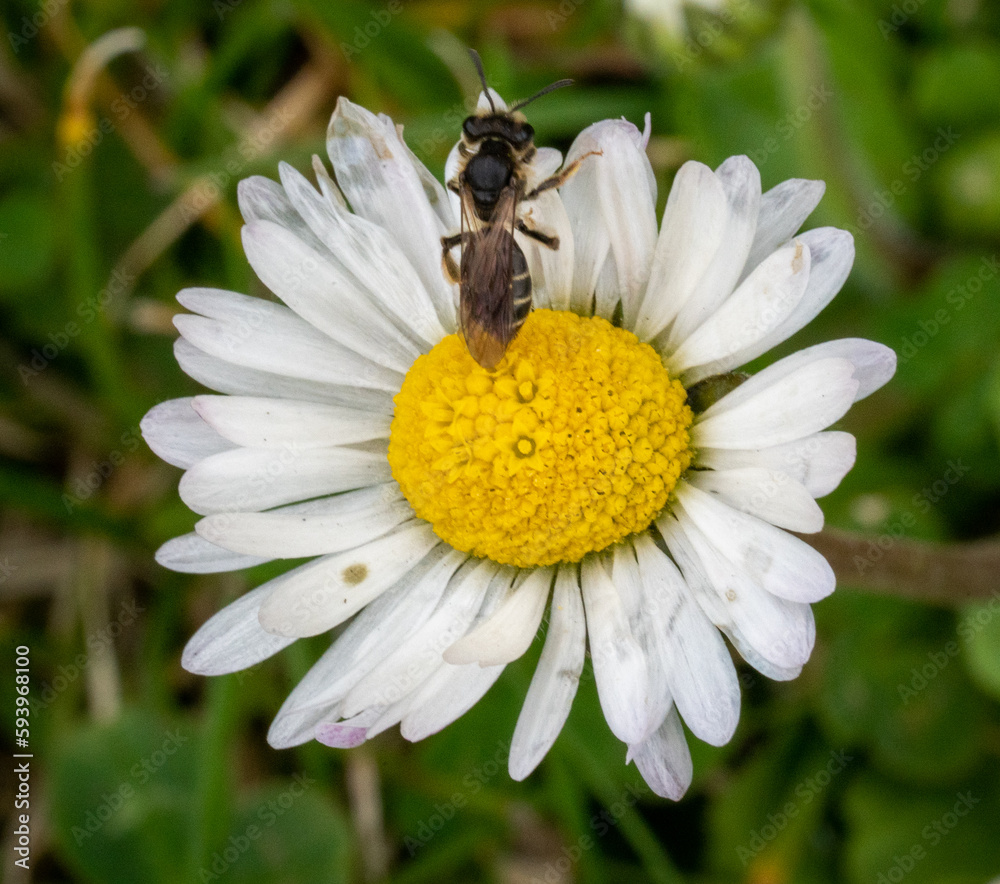 Obraz premium Bee fell asleep in a yellow flower, extreme close up macro shot