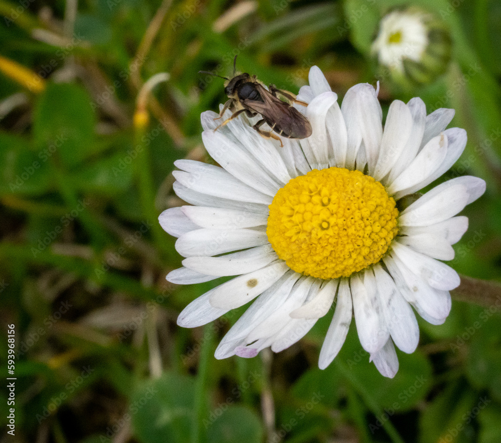 Obraz premium Bee fell asleep in a yellow flower, extreme close up macro shot