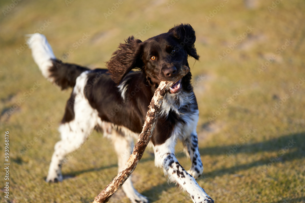 Kleiner Münsterländer young dog. smaller Münsterländer. Perfect hunting dog.
Kleiner Münsterländer young dog. smaller Münsterländer. Perfect hunting dog.