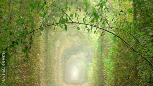 Autumn Leaf Fall in the Tunnel of Love photo