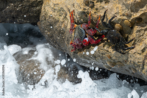 Red Rock Crab, grapsus adscensionis, also know as Sally Lightfoot Crab, clinging onto rocks at the water's edge, Playa de la Pared, Fuerteventura photo