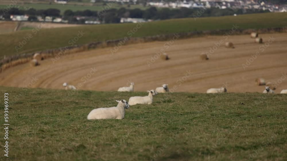 Sheep Laying down in pasture farming agriculture hay field livestock meat industry farm animals Sheep Laying down in pasture farming agriculture hay field livestock meat industry farm animals