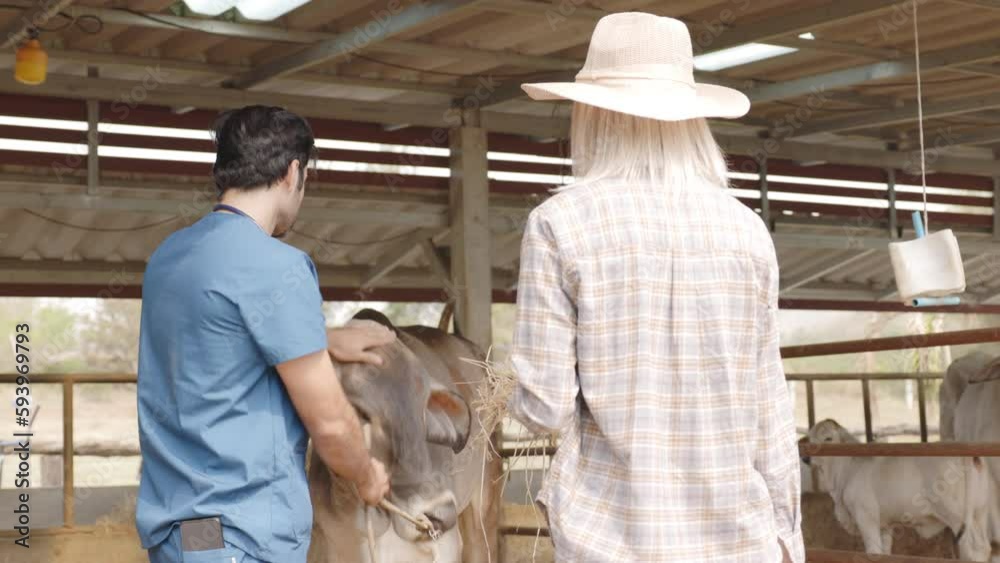 Brahman cattle being checked for health by a livestock doctor and rancher in a clean pen. cattle breeding farm