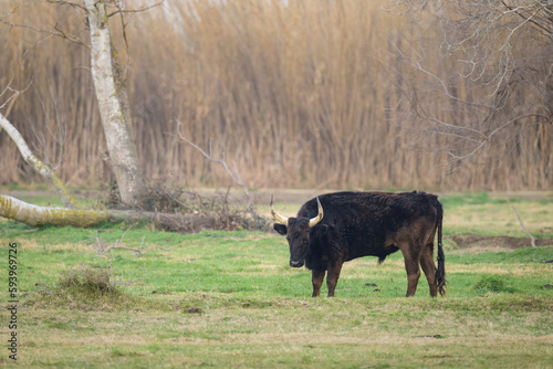 A black bull standing on a pasture in Camargue