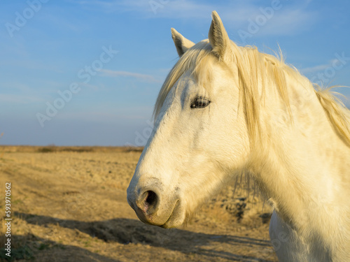 A white horse standing on a pasture in Camargue