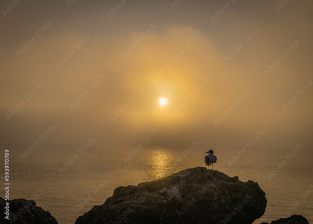 A lone gull perched on a rock in the harbor during a foggy sunrise, Florida.