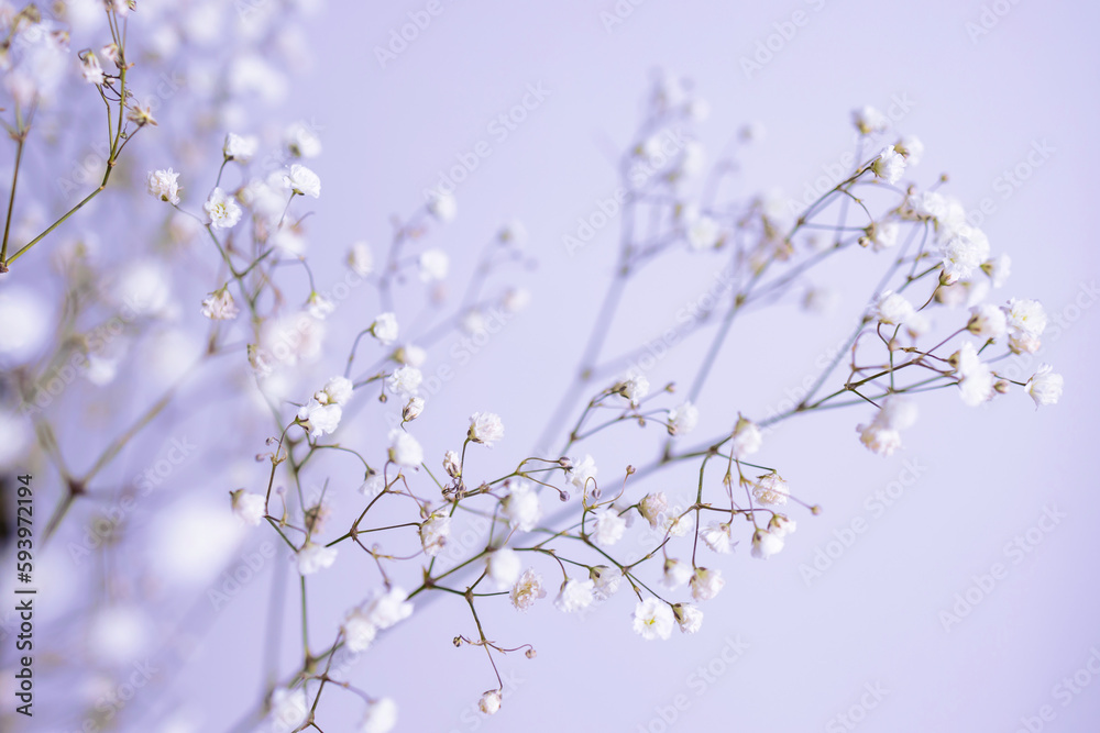 Minimalistic composition of dried flowers. white flowers with pink neon lights on a wall background. 
