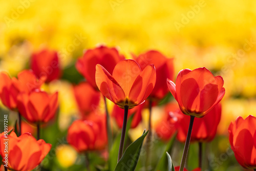 Fototapeta Naklejka Na Ścianę i Meble -  Beautiful tulips are blooming on the lawn of the park