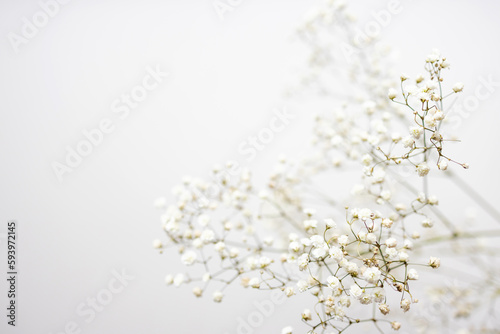 Minimalistic composition of dried flowers. vase with white flowers on a wall background. 