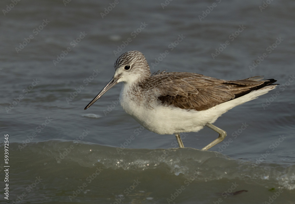 Closeup of a Common Greenshank at Eker creek, Bahrain Closeup of a Common Greenshank at Eker creek, Bahrain