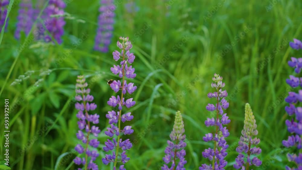 Beautiful floral natural green and purple landscape. Sunny morning countryside blooming lupine flowers growing outside on countryside meadow in Ukraine. Cute bumblebee flying around blossom Beautiful floral natural green and purple landscape. Sunny morning countryside blooming lupine flowers growing outside on countryside meadow in Ukraine. Cute bumblebee flying around blossom