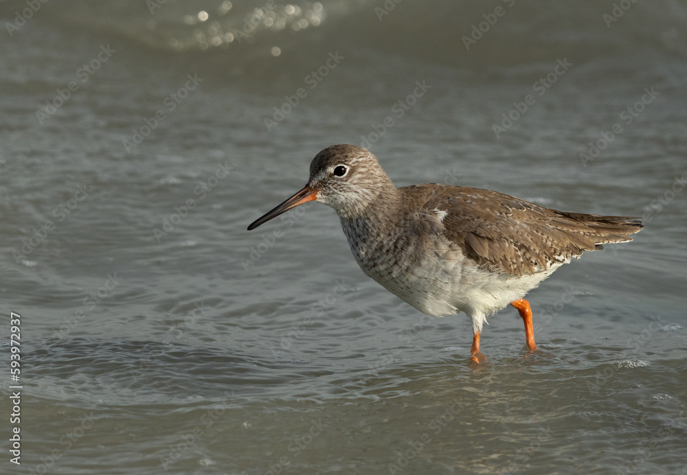 Portrait of a Common Redshank at Eker creek, Bahrain Portrait of a Common Redshank at Eker creek, Bahrain