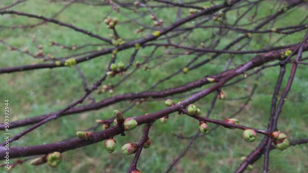 Tree buds. Budding trees. Tree branches are covered with buds. Tree buds. Budding trees. Tree branches are covered with buds.