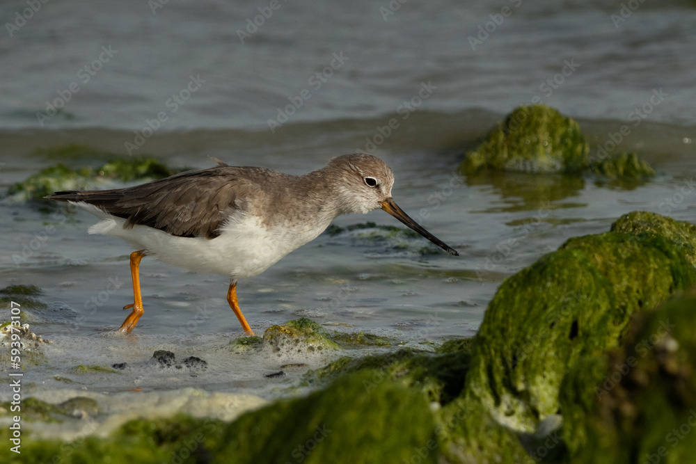 Terek sandpiper searching food at Eker coast of Bahrain Terek sandpiper searching food at Eker coast of Bahrain