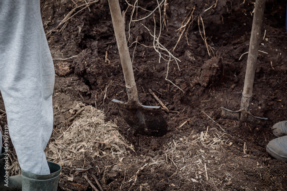 Fototapeta premium Farmers dig up compost. Fertilizing the garden with soil obtained after composting
