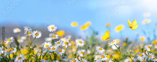 Canvas Print Beautiful wild flowers daisies and butterfly in morning in sunlight in spring, close-up macro