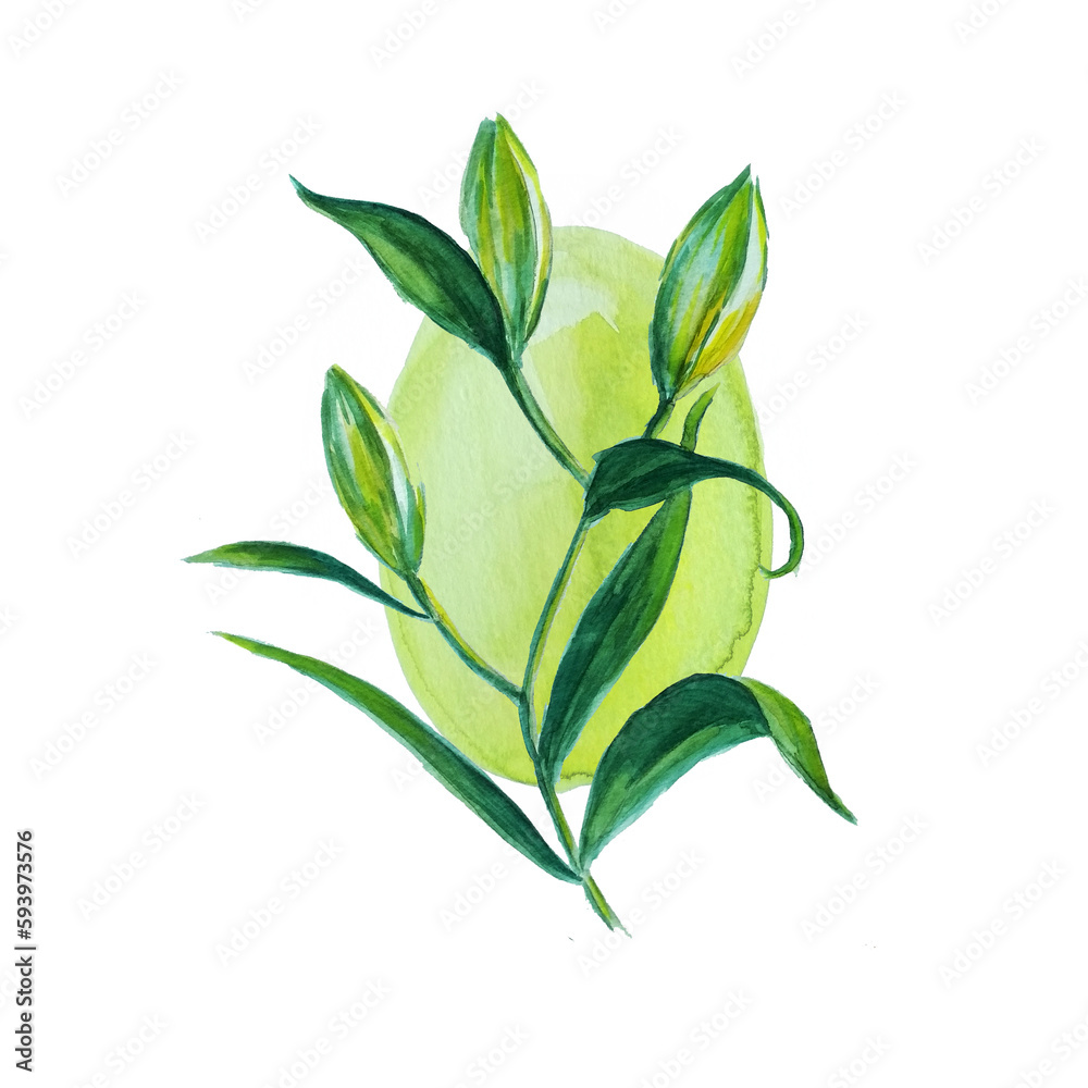 Obraz premium hand drawing watercolor flowers lily buds