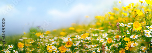 Obraz na płótnie Beautiful spring landscape with meadow yellow flowers and daisies against the blue sky. Natural summer panorama. w salonie