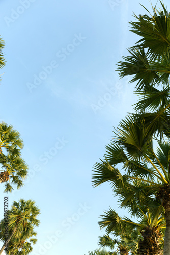 Palm Trees Bottom Up View in Backlit