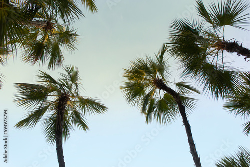 Coconut Palm Trees Bottom Up View in Backlit