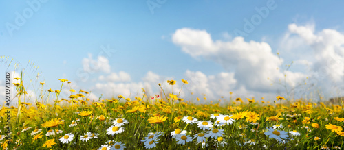 Fototapeta Naklejka Na Ścianę i Meble -  Beautiful, sun-drenched spring summer meadow. Natural colorful panoramic landscape with many wild flowers of daisies against blue sky with clouds.