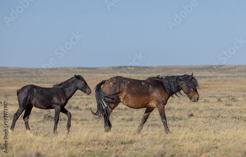 Wild Horse Mare and Foal in Autumn in the Wyoming Desert
