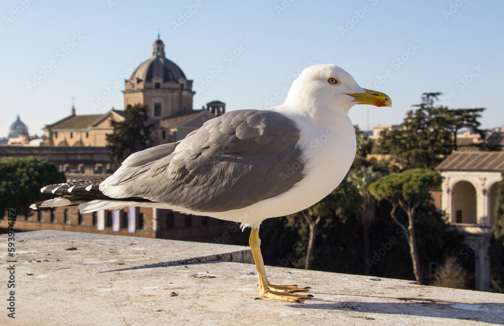 Seagull photographed during the day in Rome. Seagull photographed during the day in Rome.