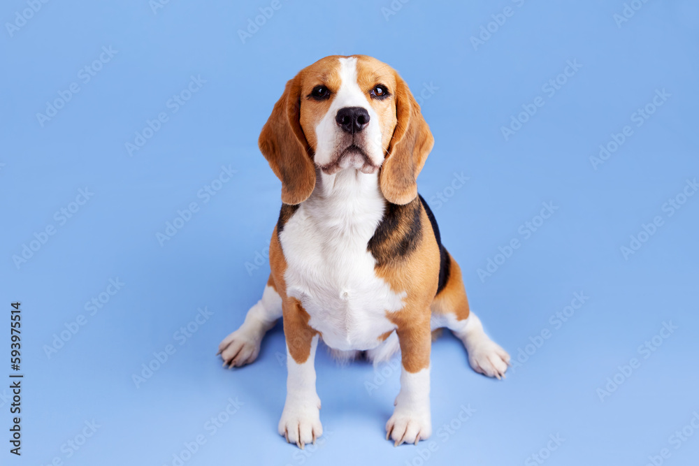 Portrait of a beagle dog looking into the camera on a blue isolated background. 