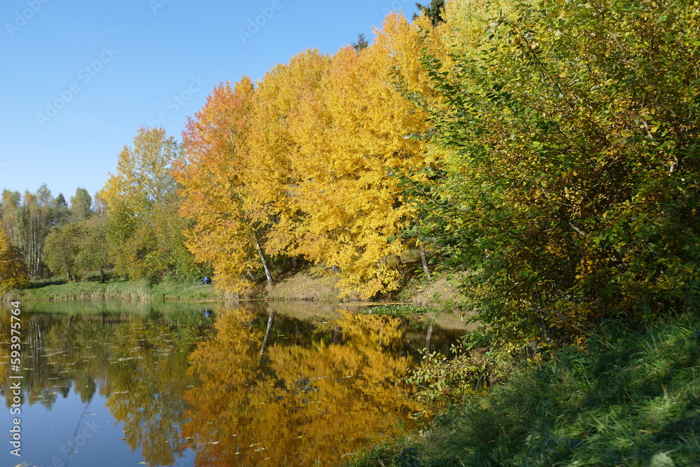 Colorful trees above the pond