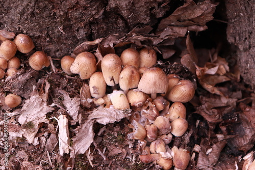Mushrooms spotted in the forest at Lacul Ursu Sovata - Romania photo
