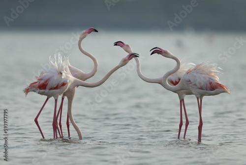 Greater Flamingos territory dispute in the monring hours at Eker creek, Bahrain