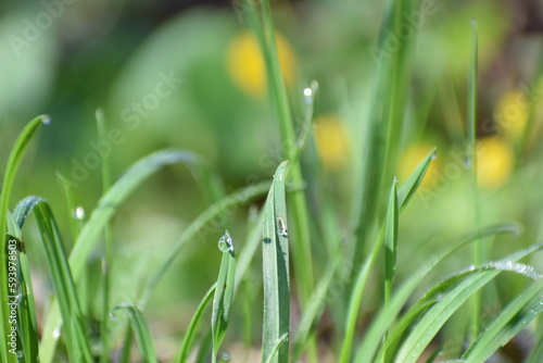 grass in the spring morning and rain drops on it