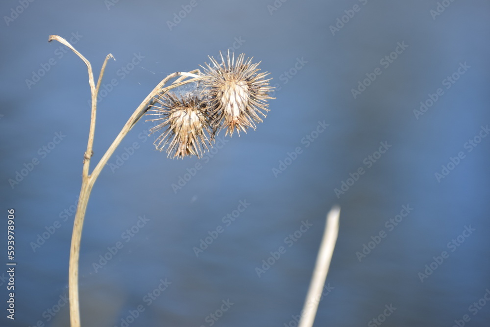 carduus flower seed in the spring 