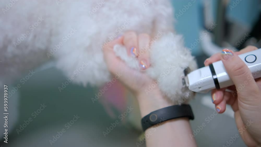 Dog grooming salon. A female groomer dries a white Bichon Frize dog with a hair dryer after bathing. grooming dog haircut Dog grooming salon. A female groomer dries a white Bichon Frize dog with a hair dryer after bathing. grooming dog haircut