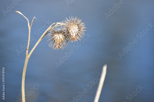 carduus flower seed in the spring 