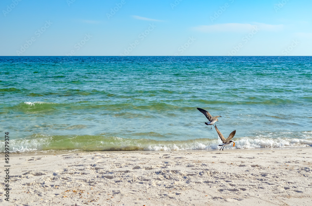 Fototapeta premium October Day at the Beach, Orange Beach, Alabama, Sand and Water Natural Patterns, Seagulls, Sea Oats, Seashells, Gulf of Mexico