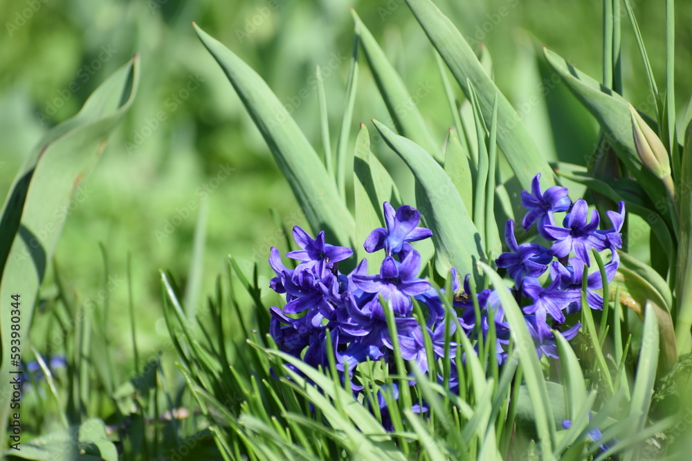 purple spring flower in the garden countryside in the spring purple spring flower in the garden countryside in the spring
