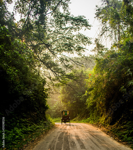 Rickshaw riding through a forest