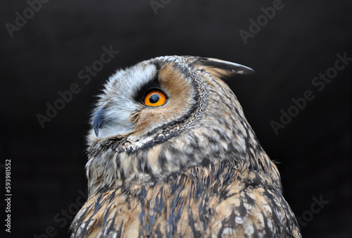Long-eared owl (Asio otus) portrait