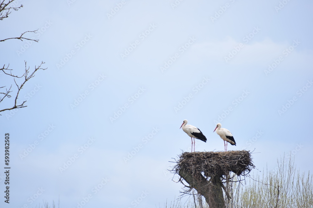 two stork in the nature in the countryside two stork in the nature in the countryside
