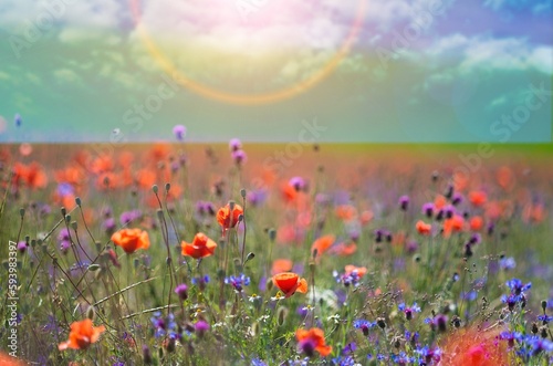 Beautiful spring natural landscape of field with flowers