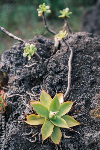 Agave chiapensis, one of unique Decorative plants on the Canary Islands. photo