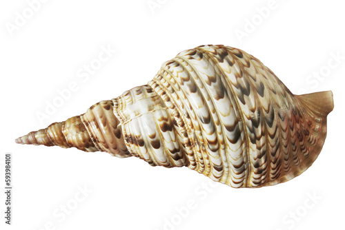 Large seashell isolated. Png transparency
